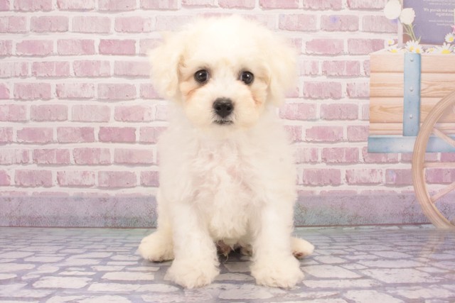 兵庫県のビションフリーゼ (Coo&RIKU神戸垂水店/2025年2月24日生まれ/男の子/ホワイト)の子犬