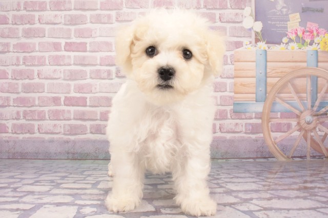 大阪府のビションフリーゼ (Coo&RIKU寝屋川店/2025年2月24日生まれ/男の子/ホワイト)の子犬