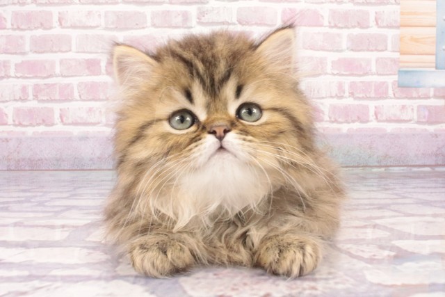 大阪府のペルシャ (Coo&RIKU心斎橋店/2025年2月22日生まれ/男の子/チンチラゴールデン)の子猫