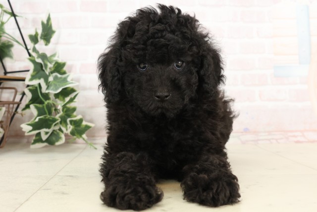 大分県のトイプードル(トイ) (Coo&RIKU大分店/2025年2月25日生まれ/男の子/ブラック)の子犬