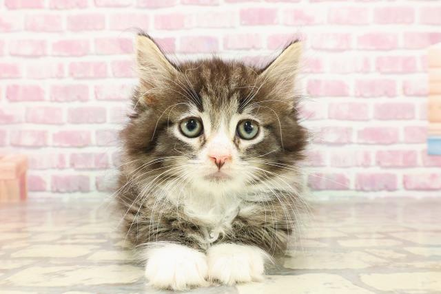 ノルウェージャン・フォレストキャット