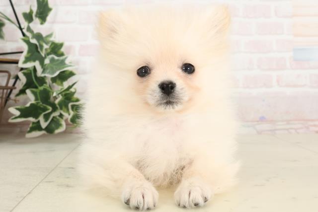 岡山県のポメラニアン (Coo&RIKU岡山店/2025年2月19日生まれ/男の子/クリーム)の子犬