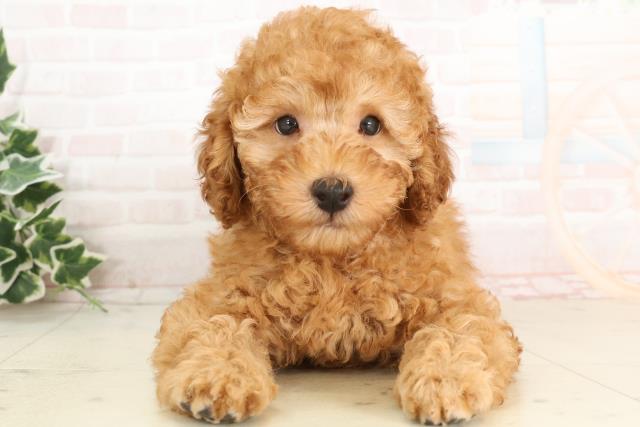 大分県のトイプードル(トイ) (Coo&RIKU大分店/2025年2月26日生まれ/男の子/アプリコット)の子犬