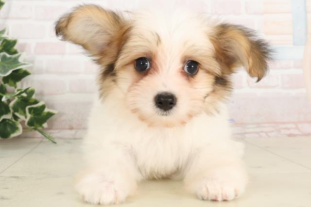 山口県のハーフ犬・ミックス犬 (Coo&RIKUサンパークあじす店/2025年2月27日生まれ/男の子/ホワイトブラウン)の子犬