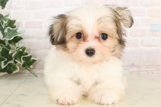 山口県のハーフ犬・ミックス犬 (Coo&RIKUシーモール下関店/2025年2月27日生まれ/女の子/ホワイトブラウン)の子犬