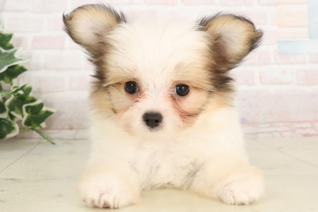 香川県のハーフ犬・ミックス犬 (Coo&RIKU高松上福岡店/2025年2月27日生まれ/女の子/ホワイトブラウン)の子犬
