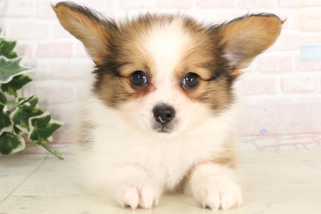 徳島県のパピヨン (Coo&RIKU徳島店/2025年2月25日生まれ/男の子/ホワイトブラウン)の子犬