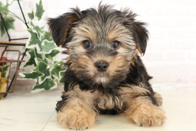 岡山県のハーフ犬・ミックス犬 (Coo&RIKU岡山店/2025年2月24日生まれ/男の子/ブラックタンホワイト)の子犬