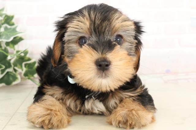 愛媛県のハーフ犬・ミックス犬 (Coo&RIKUイオンタウン川之江店/2025年2月24日生まれ/男の子/ブラックタンホワイト)の子犬
