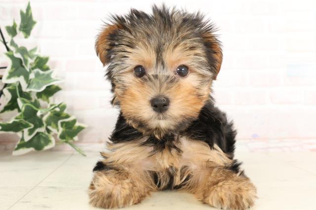 大分県のハーフ犬・ミックス犬 (Coo&RIKU大分店/2025年2月24日生まれ/女の子/ブラックタンホワイト)の子犬
