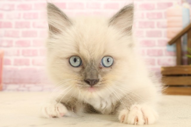 大分県のラグドール (Coo&RIKU大分店/2025年2月25日生まれ/男の子/ブルーポイントミテッド)の子猫