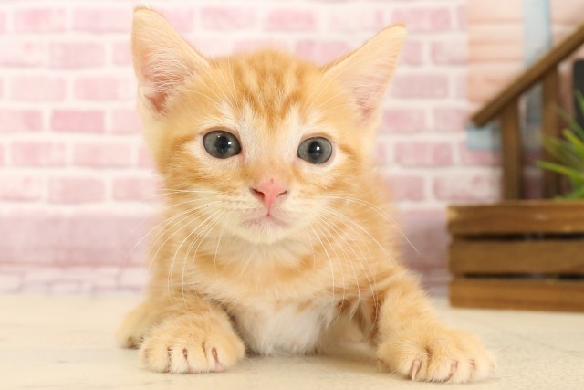 熊本県のマンチカン (Coo&RIKUカリーノ菊陽店/2025年3月1日生まれ/男の子/レッドタビー)の子猫