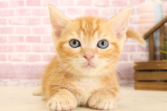 熊本県のマンチカン (Coo&RIKUカリーノ玉名店/2025年3月1日生まれ/男の子/レッドタビー)の子猫