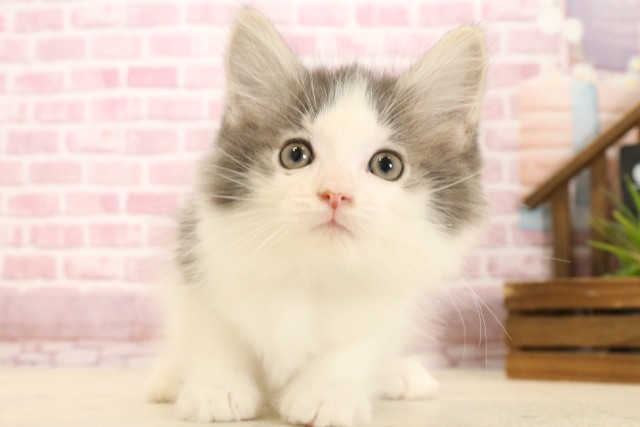 ノルウェージャン・フォレストキャット