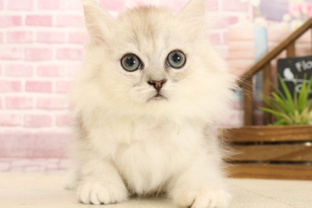 鹿児島県のペルシャ (Coo&RIKU鹿児島店/2025年2月17日生まれ/男の子/チンチラシルバー)の子猫