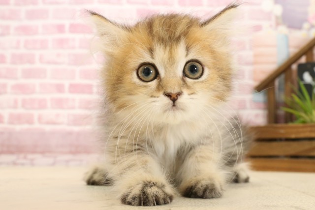 山口県のペルシャ (Coo&RIKUシーモール下関店/2025年2月17日生まれ/女の子/チンチラゴールデン)の子猫