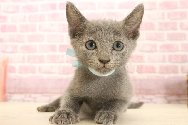熊本県のロシアンブルー (Coo&RIKUカリーノ玉名店/2025年2月19日生まれ/男の子/ブルー)の子猫