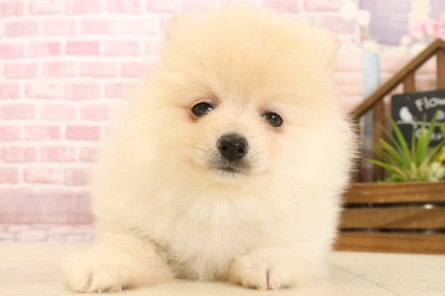 鳥取県のポメラニアン (Coo&RIKUラ・ムー鳥取東店/2025年2月28日生まれ/男の子/クリーム)の子犬