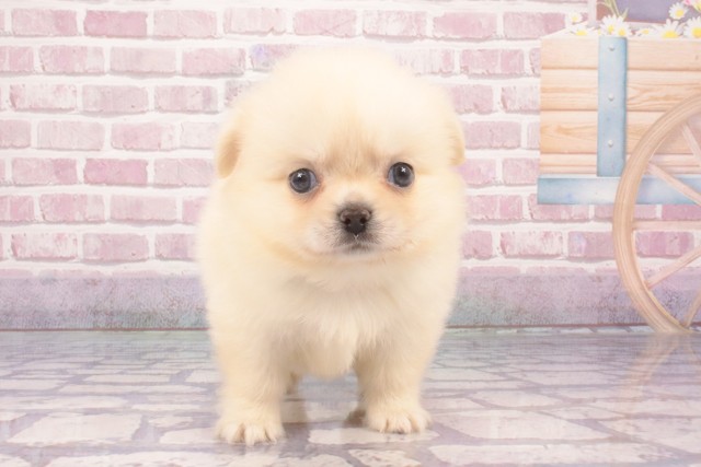 大阪府のハーフ犬・ミックス犬 (Coo&RIKU東大阪店/2025年2月27日生まれ/男の子/クリーム)の子犬