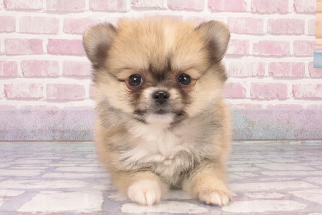 兵庫県のハーフ犬・ミックス犬 (Coo&RIKU明石店/2025年3月1日生まれ/女の子/セーブルホワイト)の子犬