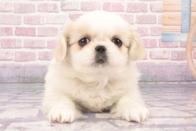 大阪府のペキニーズ (Coo&RIKU天王寺店/2025年3月1日生まれ/女の子/ホワイト)の子犬