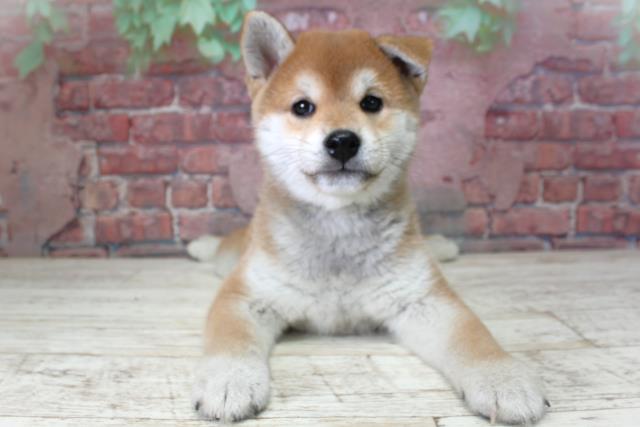 北海道の柴犬(標準サイズ) (Coo&RIKU帯広店/2025年2月27日生まれ/男の子/赤)の子犬