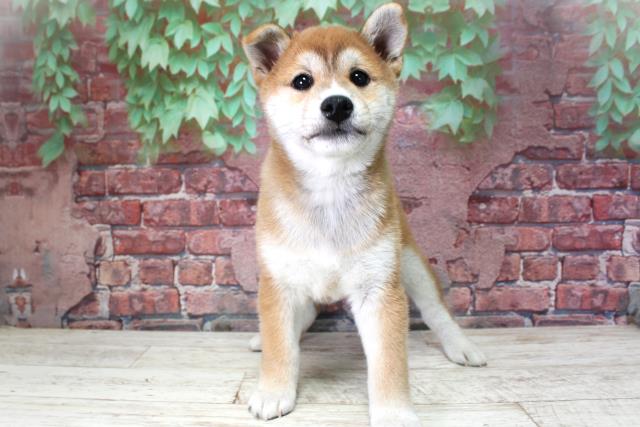 柴犬