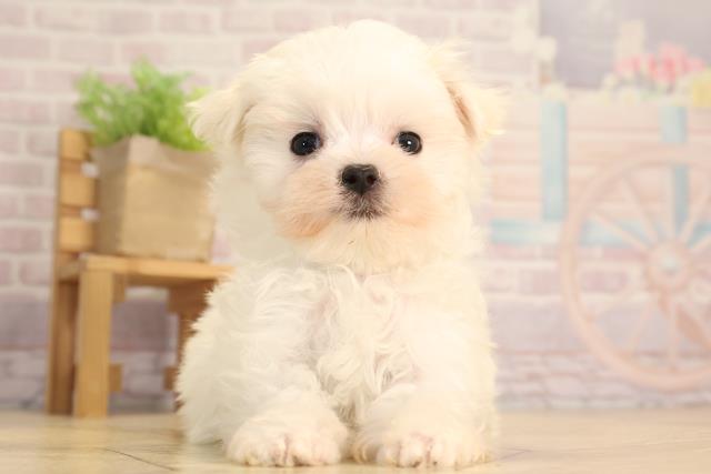 愛知県のマルチーズ (Coo&RIKU東海一宮店/2025年2月28日生まれ/男の子/ホワイト)の子犬