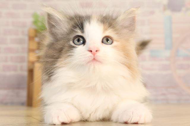 ノルウェージャン・フォレストキャット