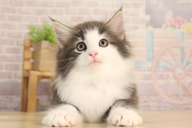ノルウェージャン・フォレストキャット