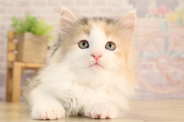 ノルウェージャン・フォレストキャット