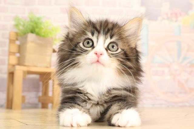 ノルウェージャン・フォレストキャット