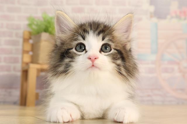 ノルウェージャン・フォレストキャット