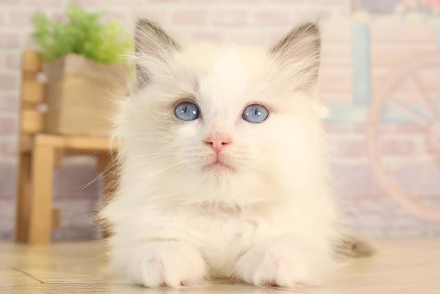 愛知県のラグドール (Coo&RIKU東海店/2025年2月28日生まれ/女の子/ブルーポイントバイカラー)の子猫