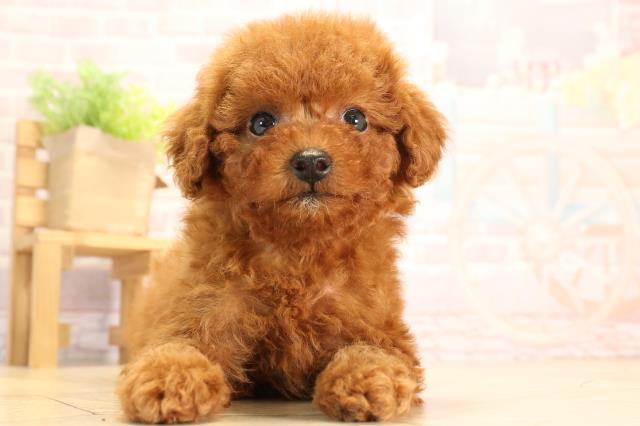 愛知県のトイプードル(トイ) (Coo&RIKU豊橋店/2025年3月1日生まれ/女の子/レッド)の子犬