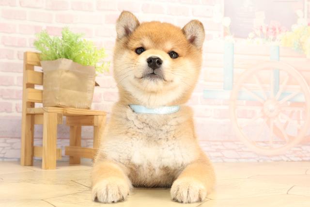 愛知県の豆柴 (Coo&RIKU岡崎店/2025年3月1日生まれ/男の子/赤)の子犬