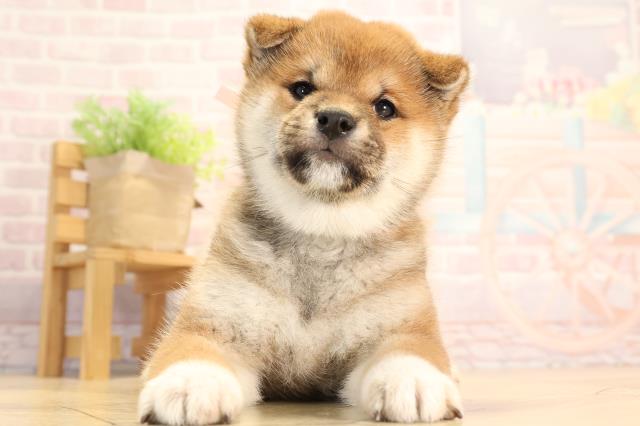 愛知県の柴犬(標準サイズ) (Coo&RIKU瀬港線守山店/2025年3月2日生まれ/女の子/赤)の子犬