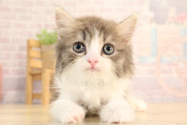 愛知県のスコティッシュフォールド (Coo&RIKU半田店/2025年3月2日生まれ/男の子/ブルータビーホワイト)の子猫