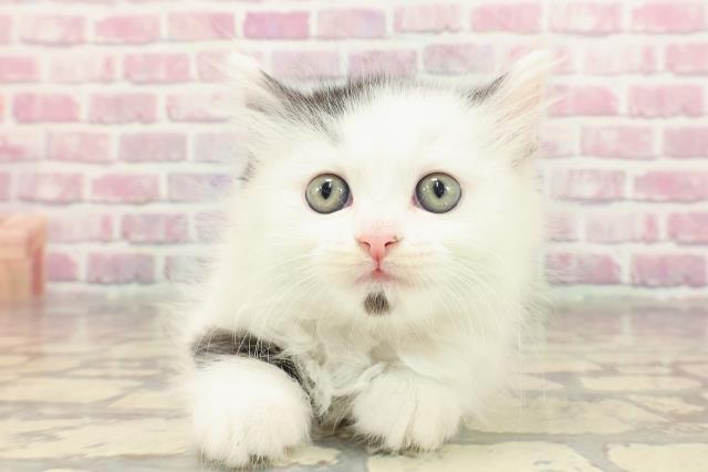マンチカン