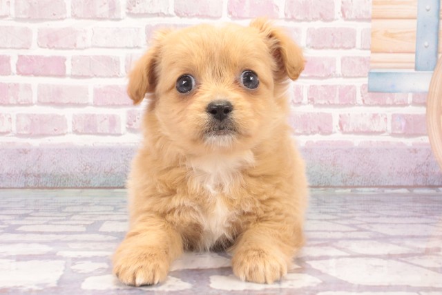 大阪府のハーフ犬・ミックス犬 (Coo&RIKU高槻店/2025年3月3日生まれ/女の子/アプリコット)の子犬
