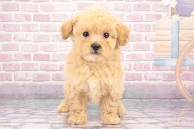 大阪府のハーフ犬・ミックス犬 (Coo&RIKU和泉店/2025年3月3日生まれ/女の子/アプリコット)の子犬