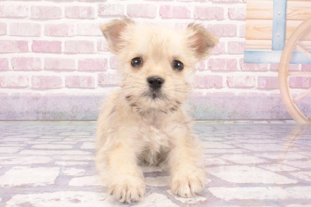 和歌山県のハーフ犬・ミックス犬 (Coo&RIKU和歌山店/2025年3月1日生まれ/男の子/フォーン)の子犬