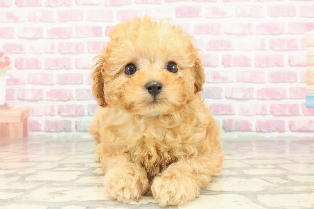 富山県のトイプードル(トイ) (Coo&RIKU富山店/2025年2月26日生まれ/男の子/アプリコット)の子犬
