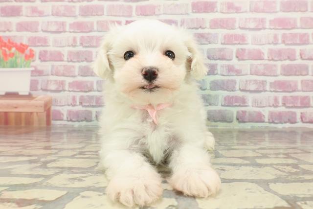 北海道のマルチーズ (Coo&RIKU岩見沢店/2025年3月2日生まれ/女の子/ホワイト)の子犬