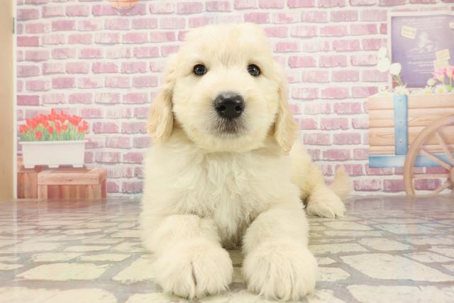 埼玉県のハーフ犬・ミックス犬 (Coo&RIKUアニマルケアセンター大宮/2025年3月1日生まれ/男の子/クリーム)の子犬