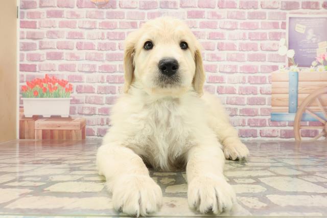 新潟県のハーフ犬・ミックス犬 (Coo&RIKU新潟西店/2025年3月1日生まれ/男の子/クリーム)の子犬