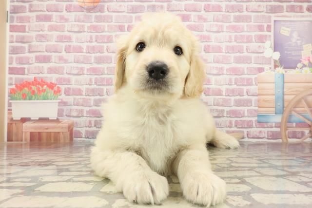 神奈川県のハーフ犬・ミックス犬 (Coo&RIKU江の島店/2025年3月1日生まれ/女の子/クリーム)の子犬