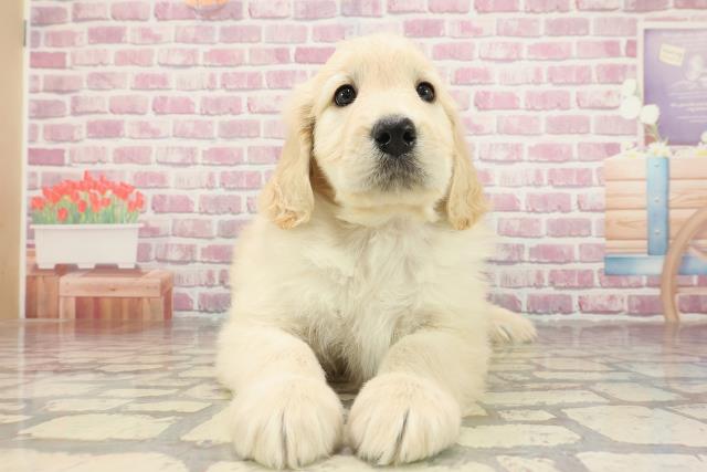 神奈川県のハーフ犬・ミックス犬 (Coo&RIKU横須賀店/2025年3月1日生まれ/女の子/クリーム)の子犬