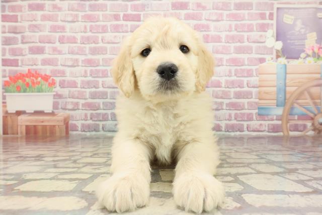 千葉県のハーフ犬・ミックス犬 (Coo&RIKU木更津店/2025年3月1日生まれ/女の子/クリーム)の子犬