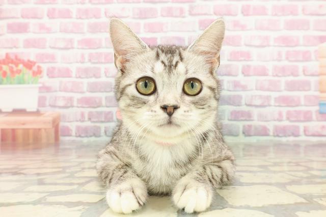 神奈川県のマンチカン (Coo&RIKU江の島店/2024年11月27日生まれ/女の子/シルバータビー)の子猫